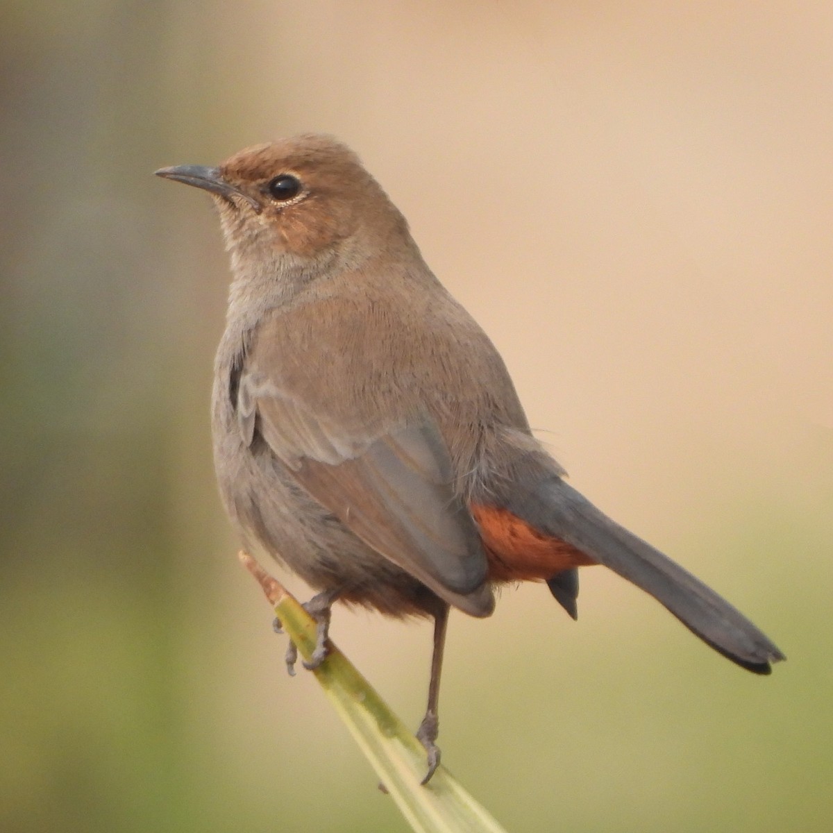 Indian Robin - ML627943958