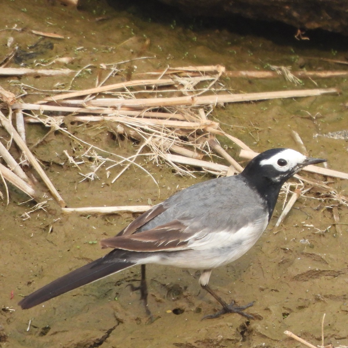 White Wagtail - ML627943960