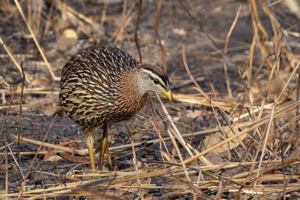 Francolin à double éperon - ML627944137