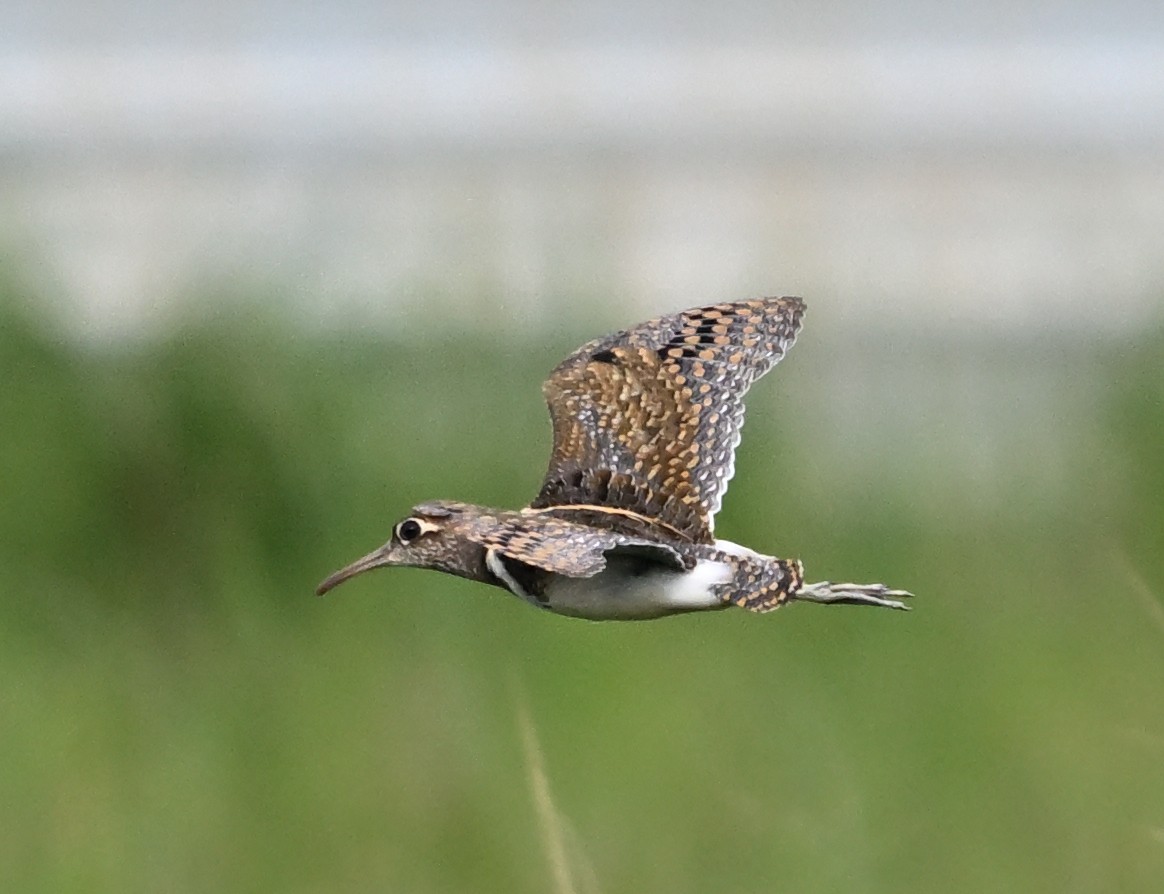 Greater Painted-Snipe - ML627944146