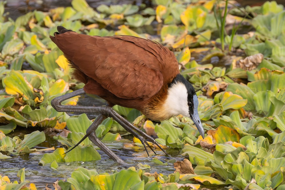 Jacana à poitrine dorée - ML627944246