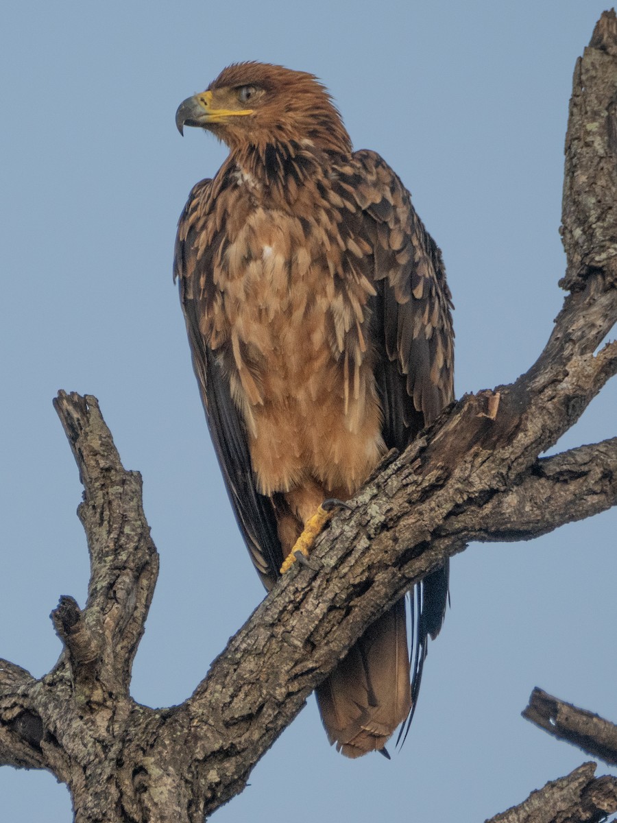 Tawny Eagle - ML627944276