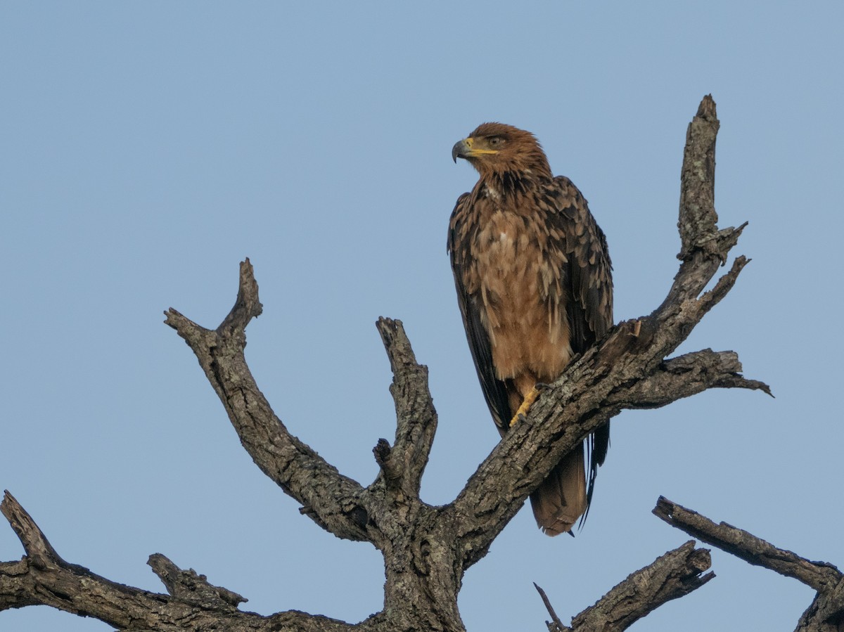 Tawny Eagle - ML627944277