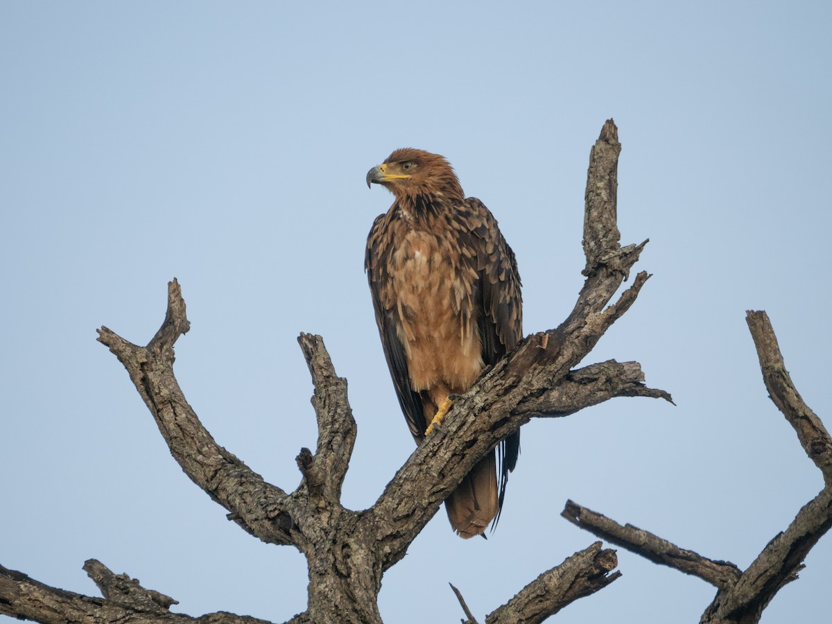 Tawny Eagle - ML627944278