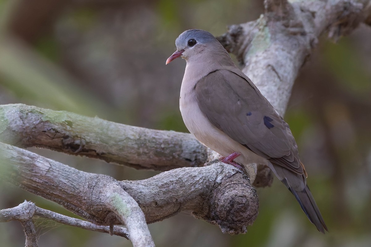 Blue-spotted Wood-Dove - ML627944388