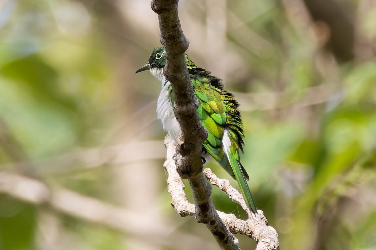 Klaas's Cuckoo - ML627944392