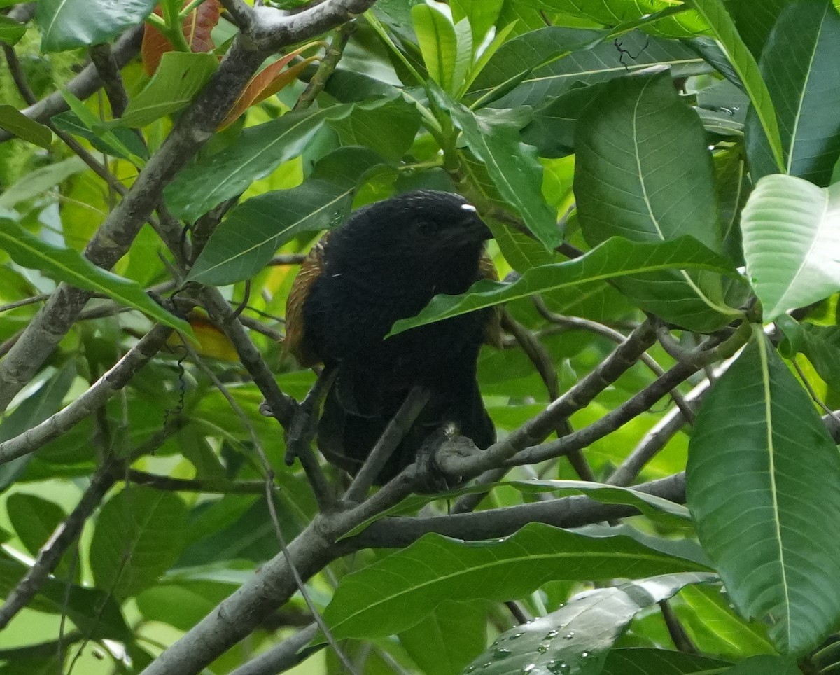 Lesser Coucal - ML627944402