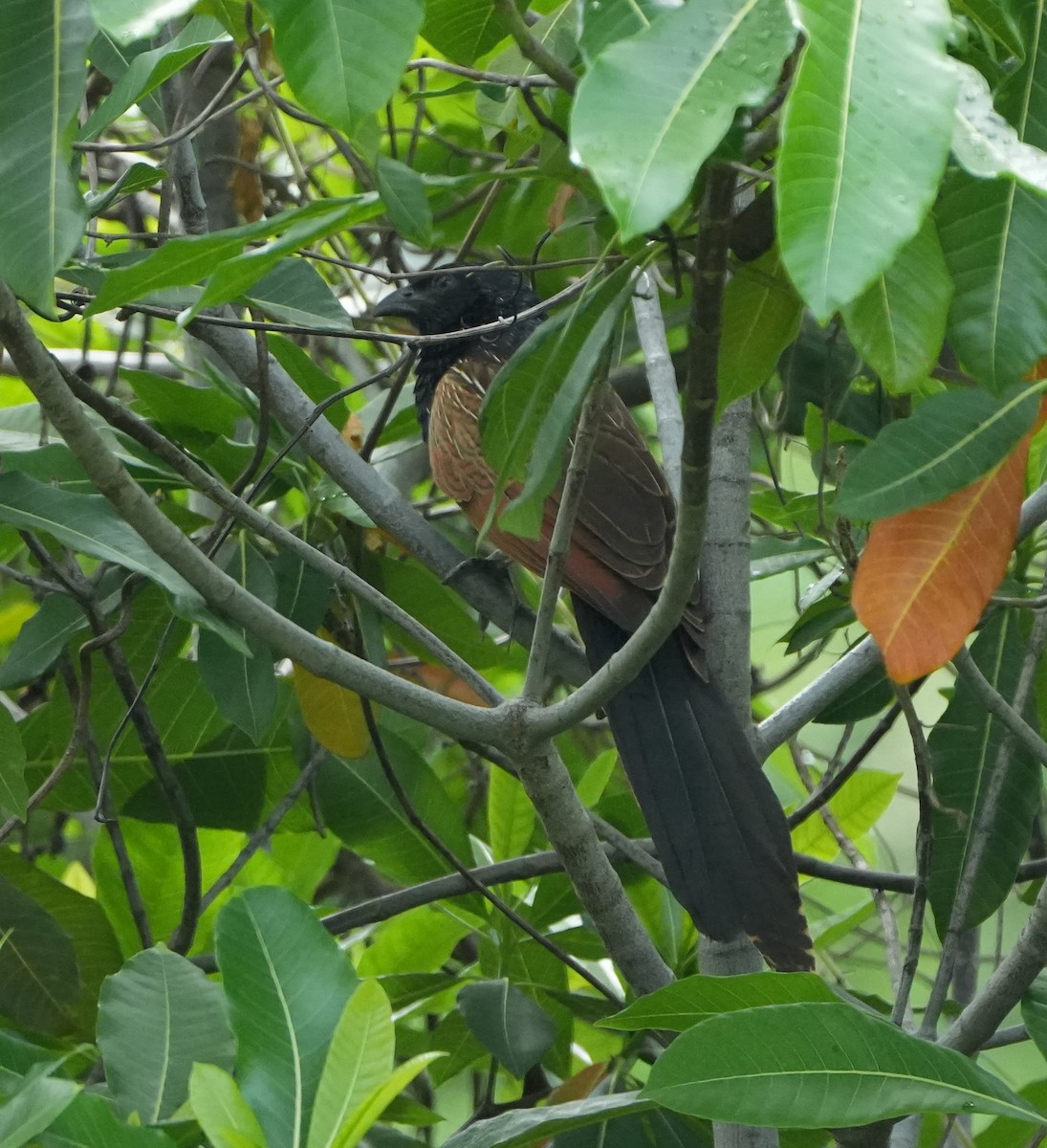 Lesser Coucal - ML627944403