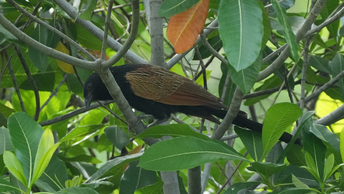 Lesser Coucal - ML627944404