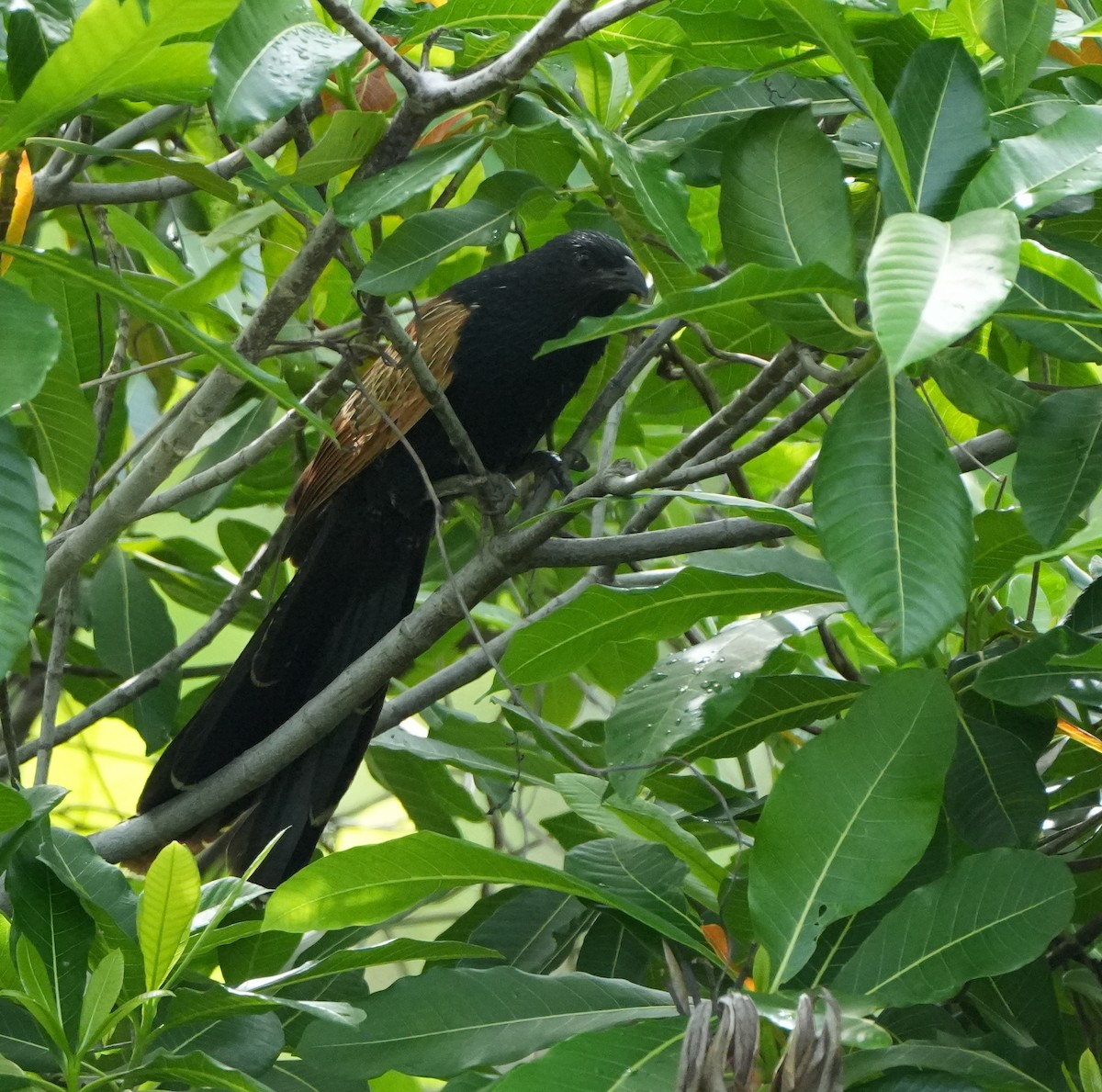 Lesser Coucal - ML627944405