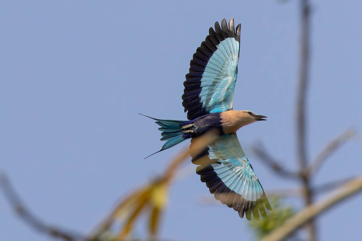 Blue-bellied Roller - ML627944410