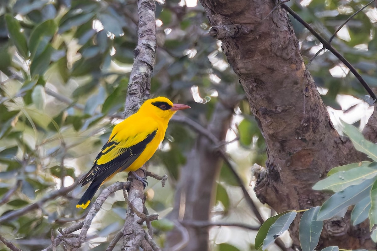 African Golden Oriole - ML627944415