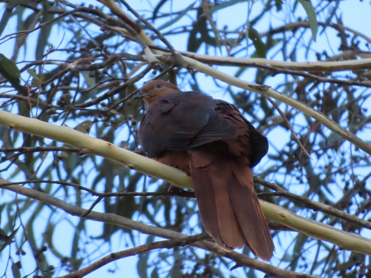 Brown Cuckoo-Dove - ML627944422