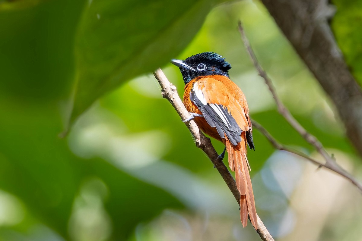 Black-headed Paradise-Flycatcher - ML627944437