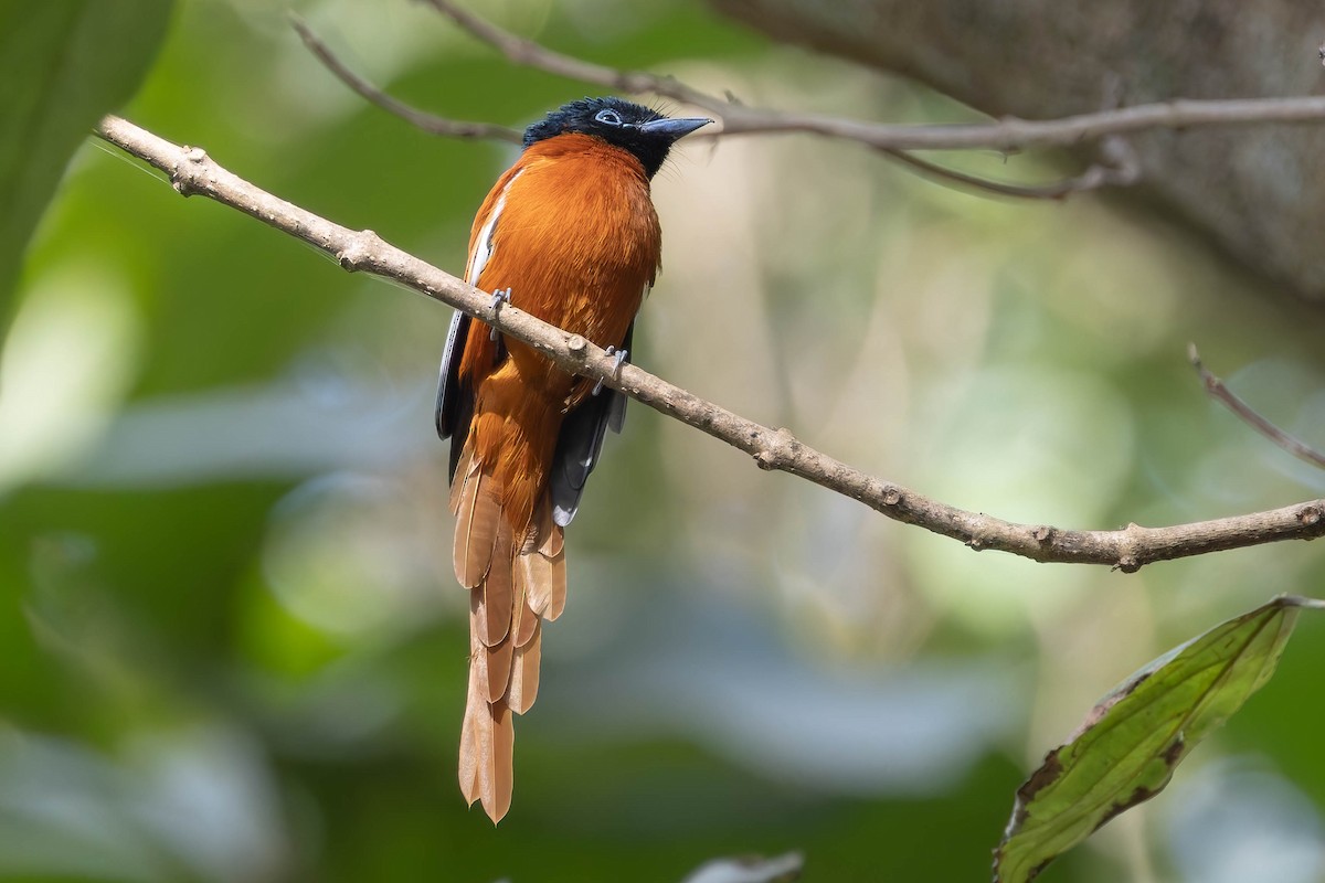 Black-headed Paradise-Flycatcher - ML627944438