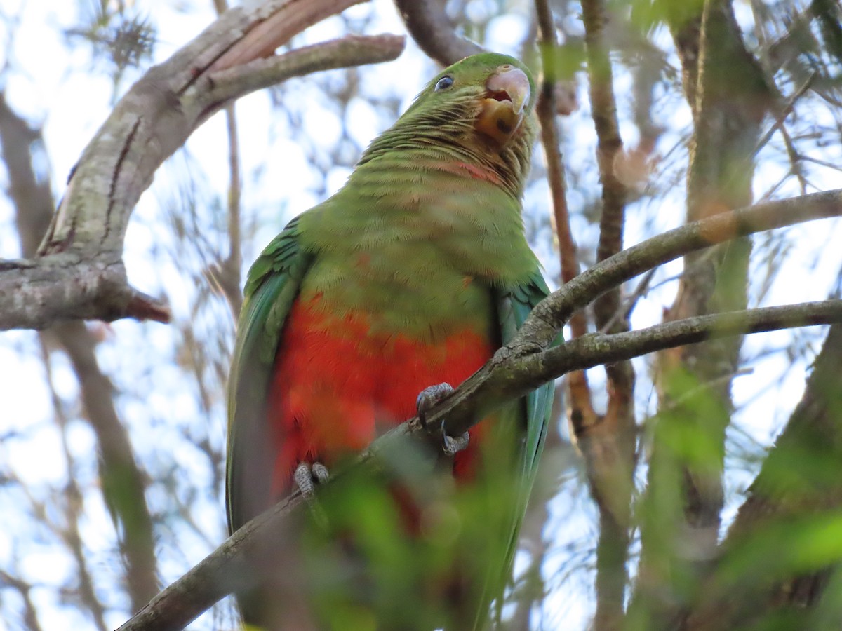 Australian King-Parrot - ML627944442