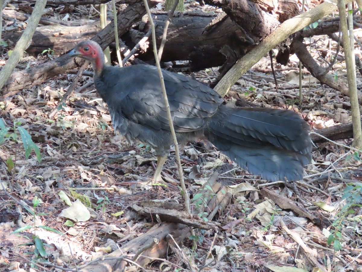 Australian Brushturkey - ML627944458
