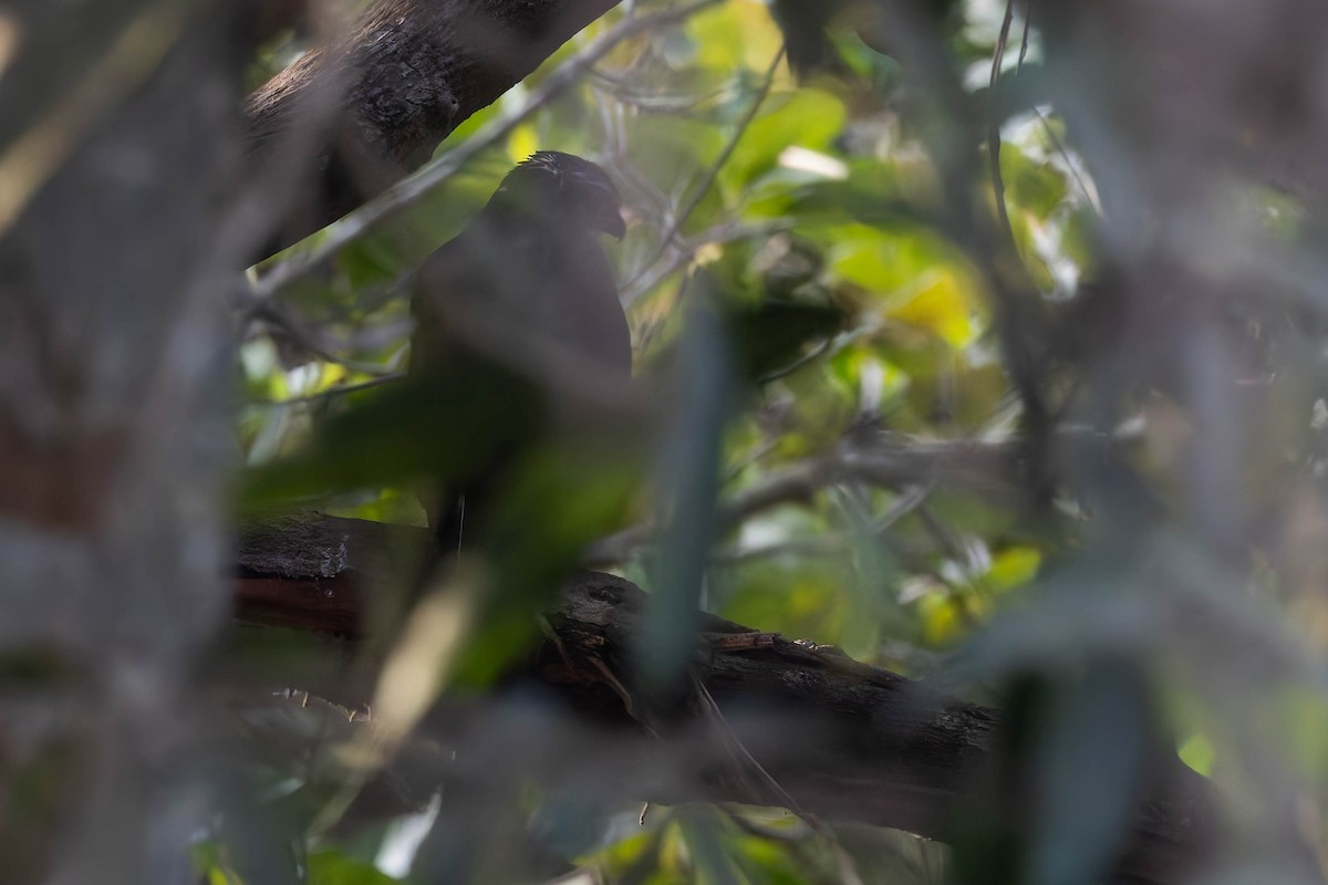 African Goshawk (Banded) - ML627944461