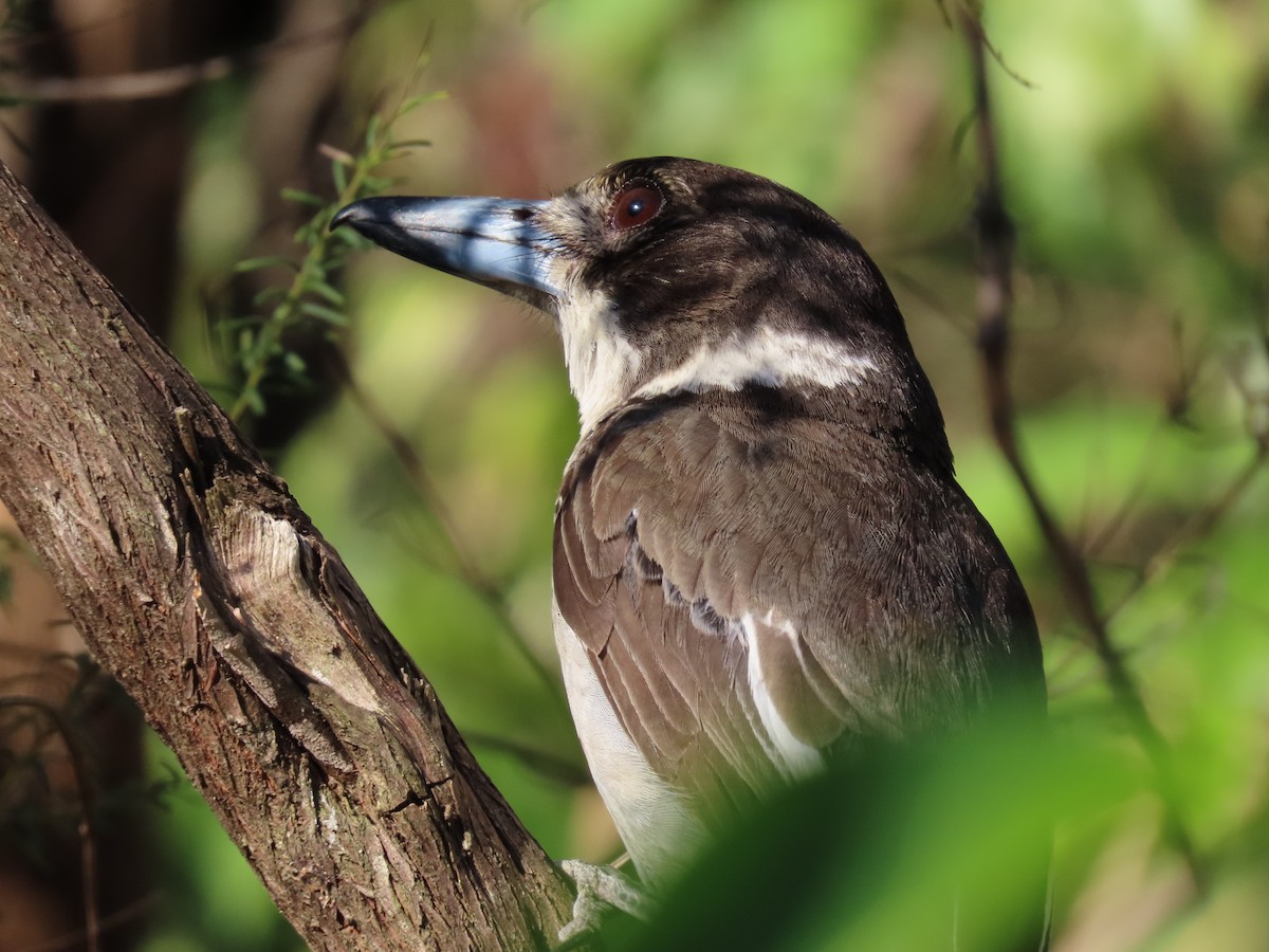 Gray Butcherbird - ML627944476
