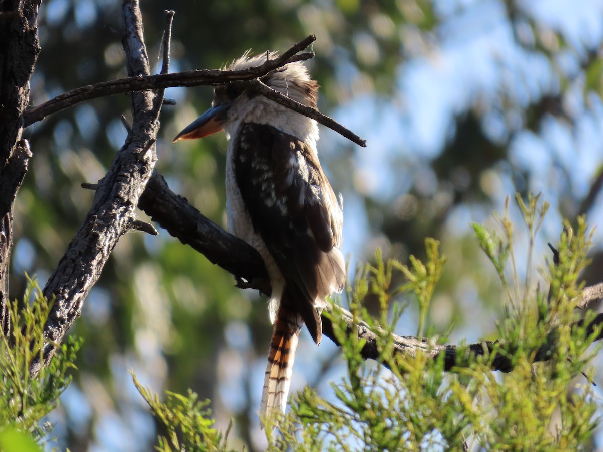 Laughing Kookaburra - ML627944490