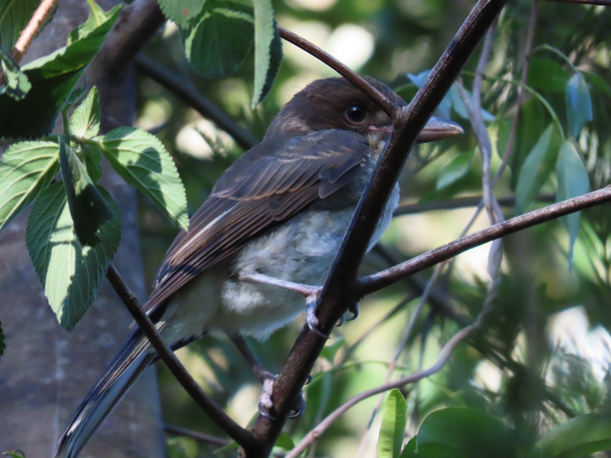 Gray Butcherbird - ML627944512