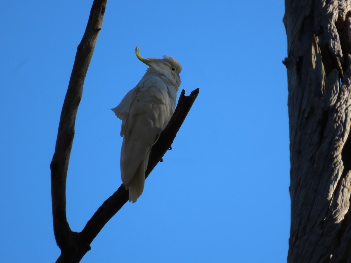 Sulphur-crested Cockatoo - ML627944527
