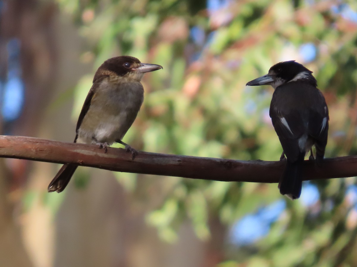 Gray Butcherbird - ML627944538