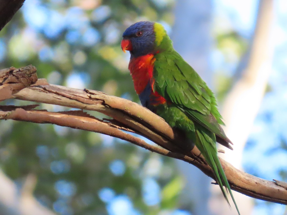 Rainbow Lorikeet - ML627944629