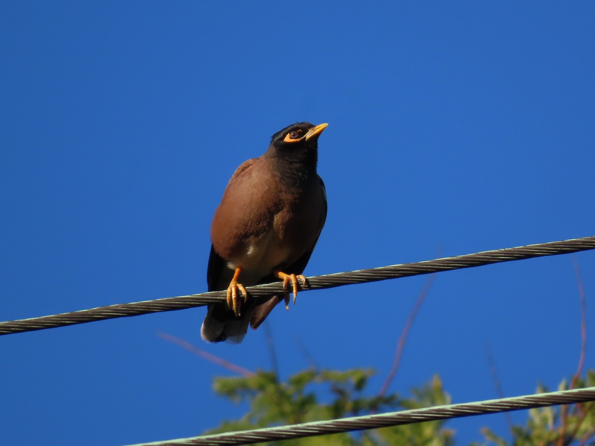 Common Myna - ML627944632