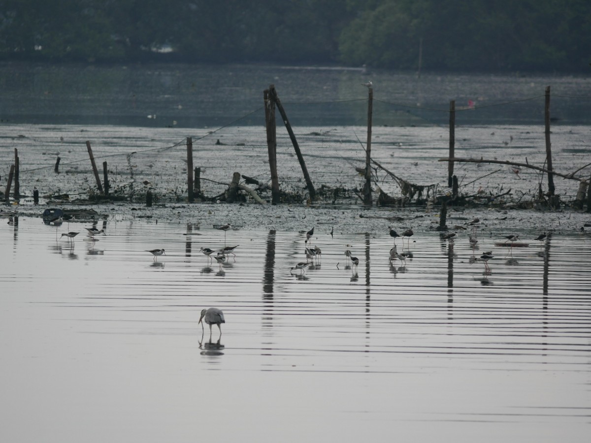 Black-winged Stilt - ML627944670