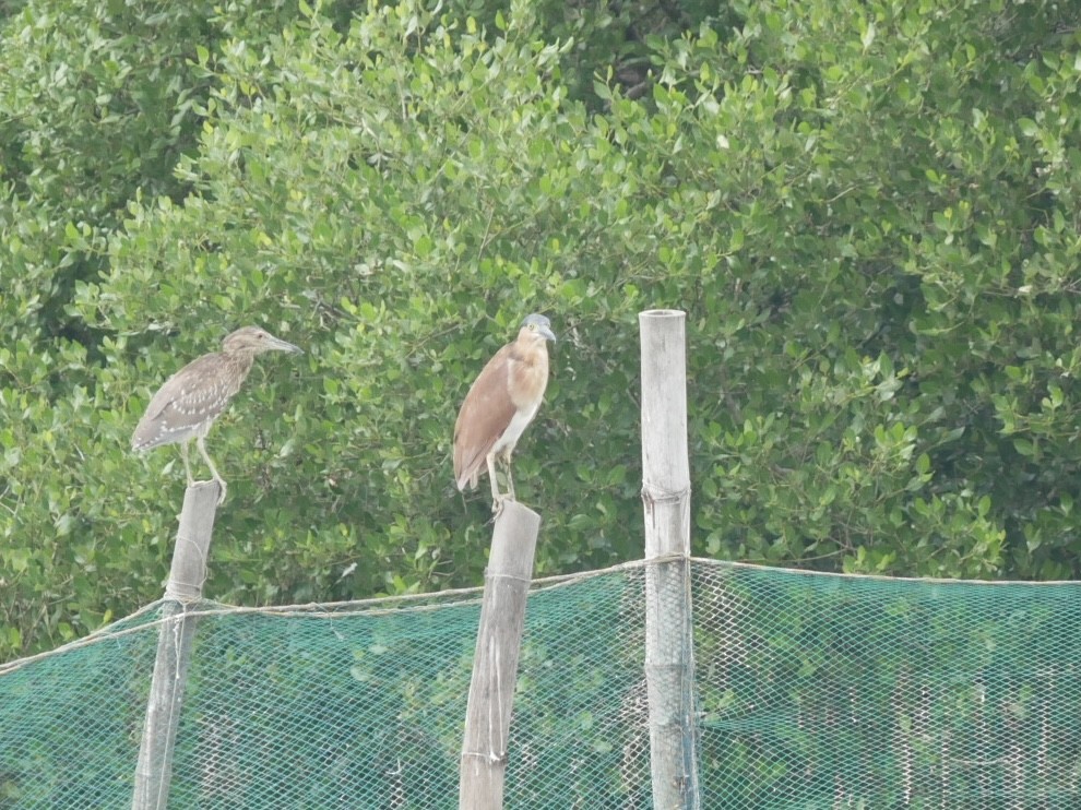 Nankeen Night Heron - ML627944676