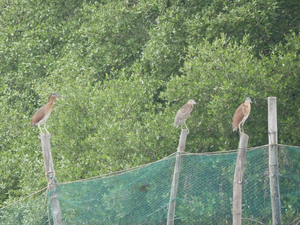 Nankeen Night Heron - ML627944677