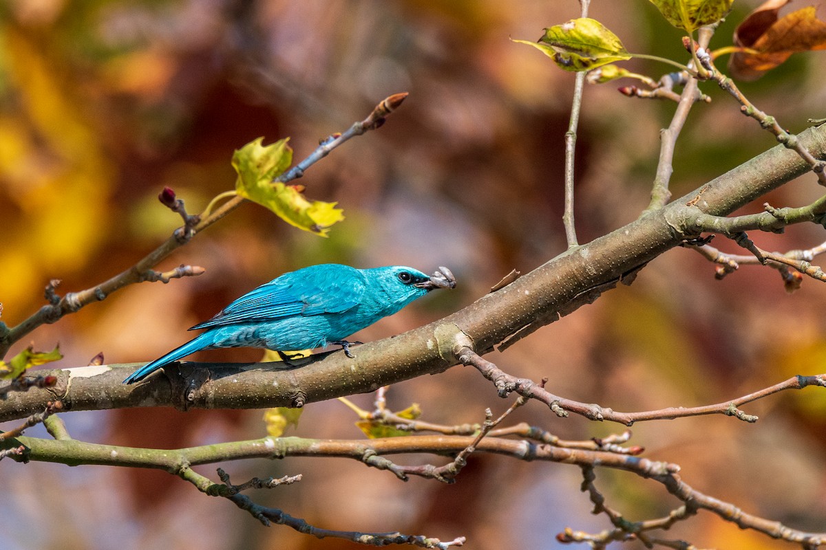 Verditer Flycatcher - ML627944684