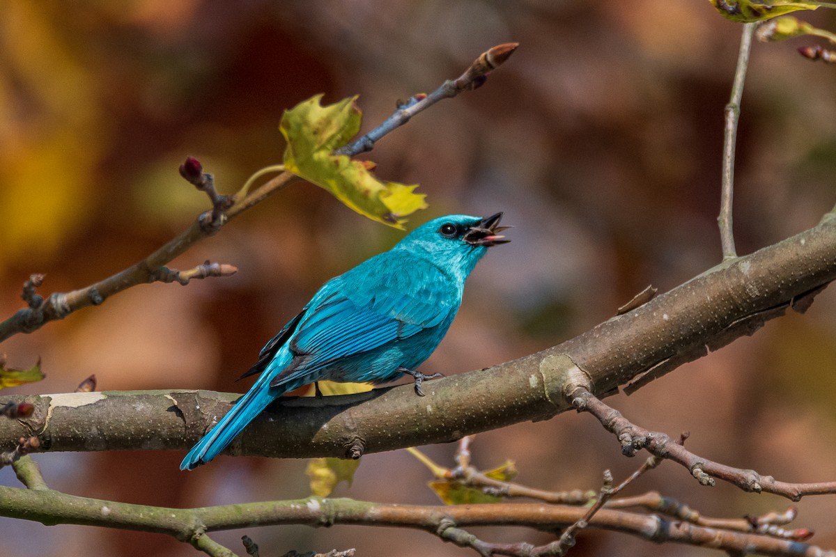 Verditer Flycatcher - ML627944694