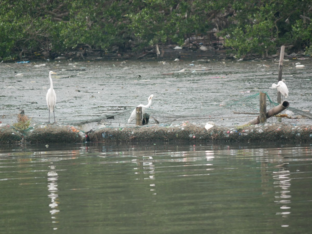 Great Egret - ML627944705