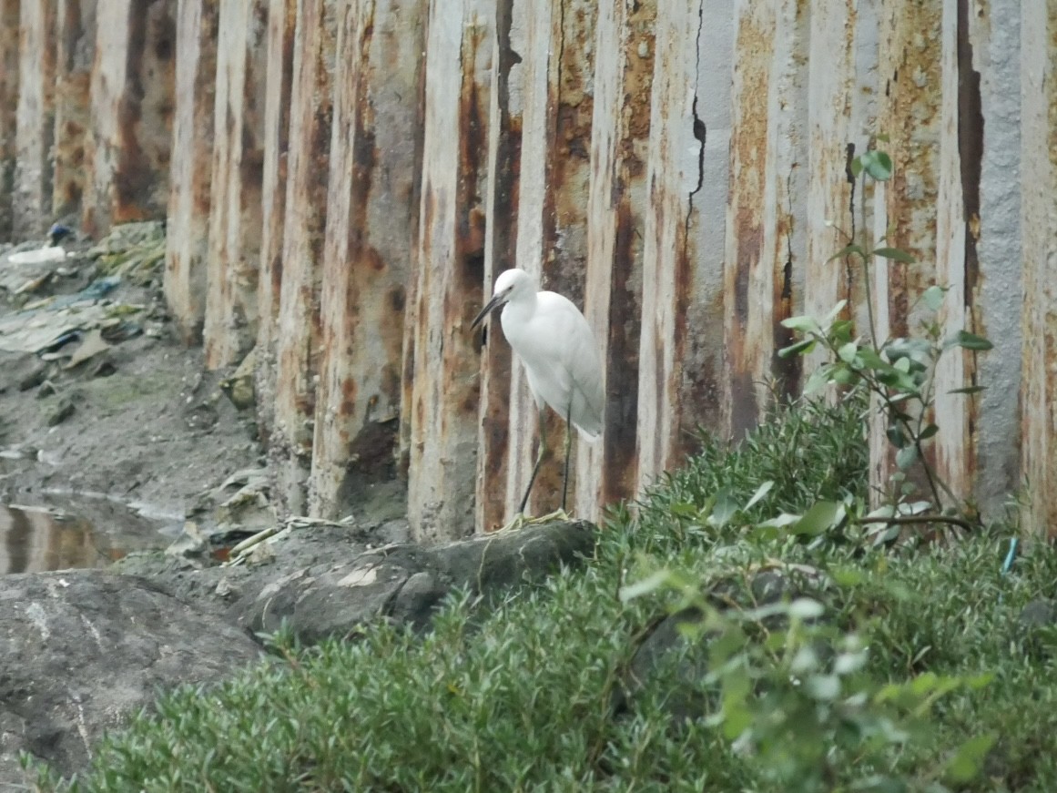 Little Egret - ML627944734