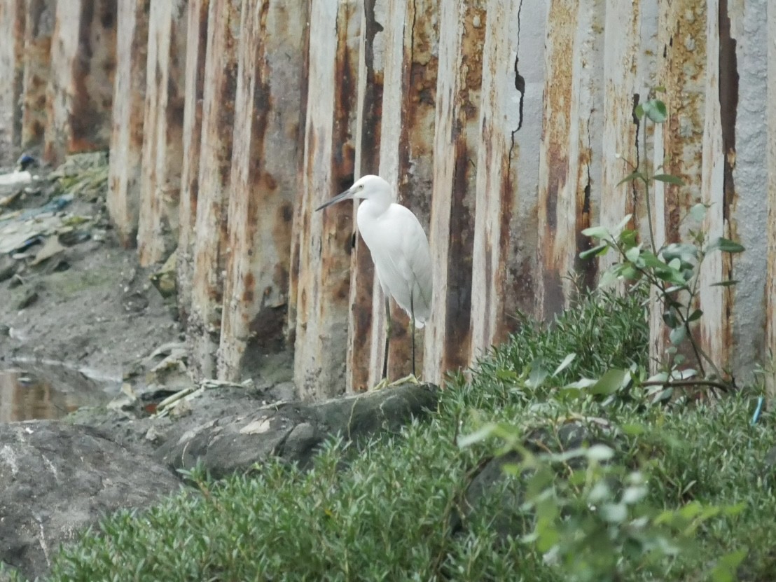 Little Egret - ML627944735