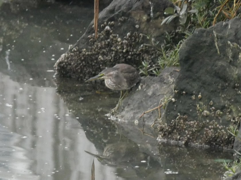 Striated Heron - ML627944738