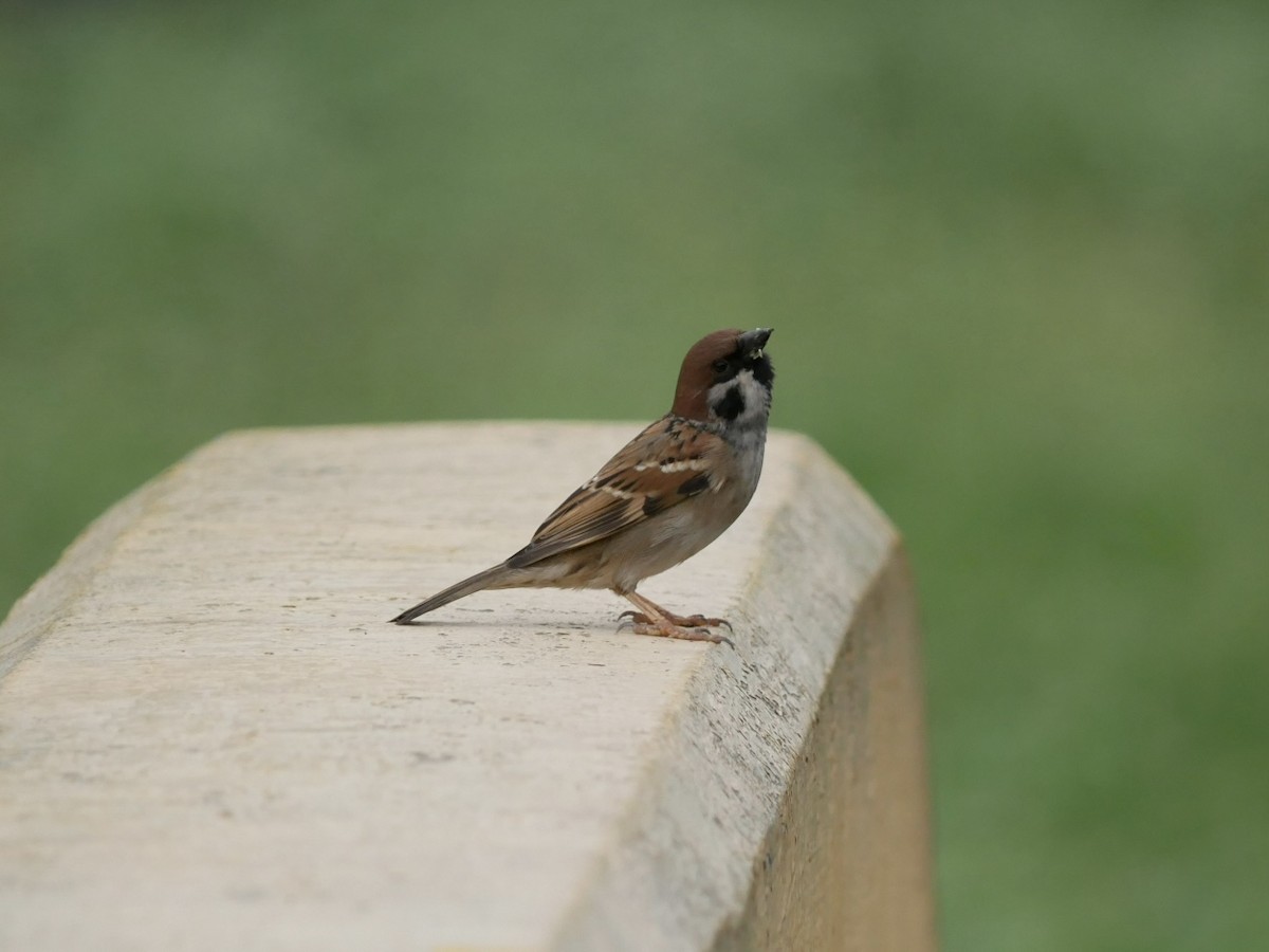 Eurasian Tree Sparrow - ML627944739