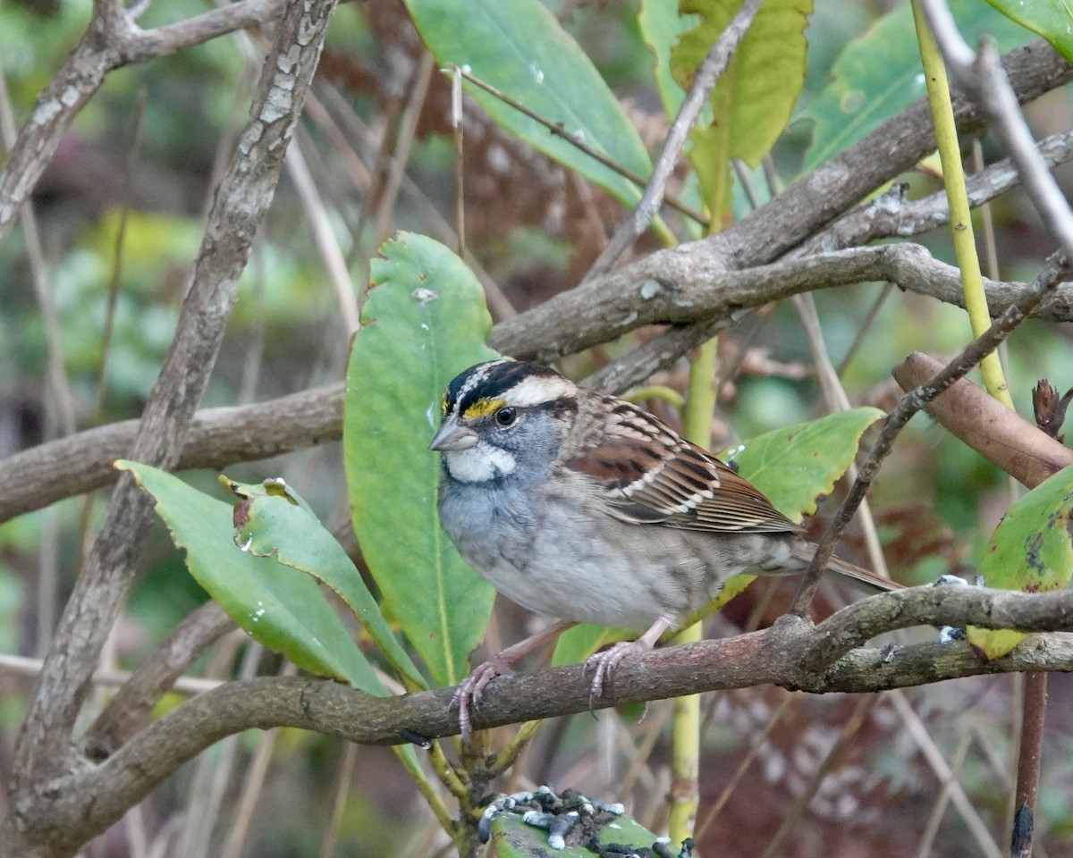 White-throated Sparrow - ML627944791