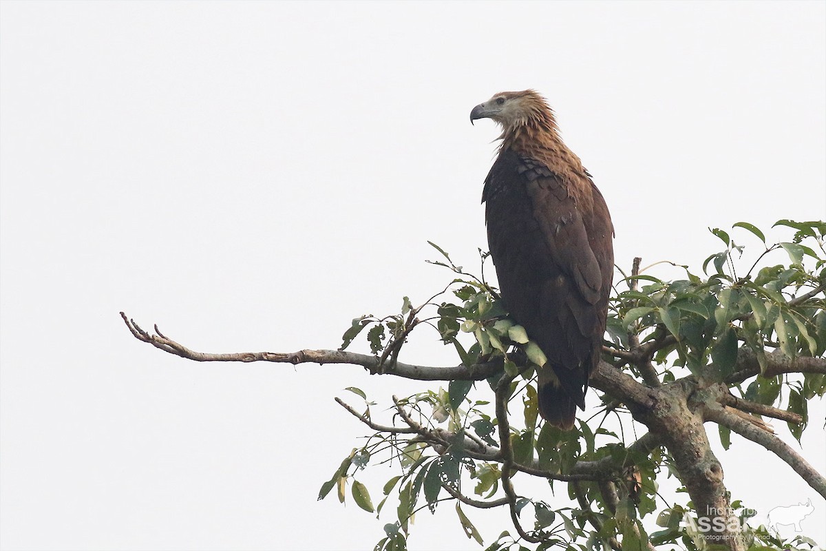 Bindenseeadler - ML627944810