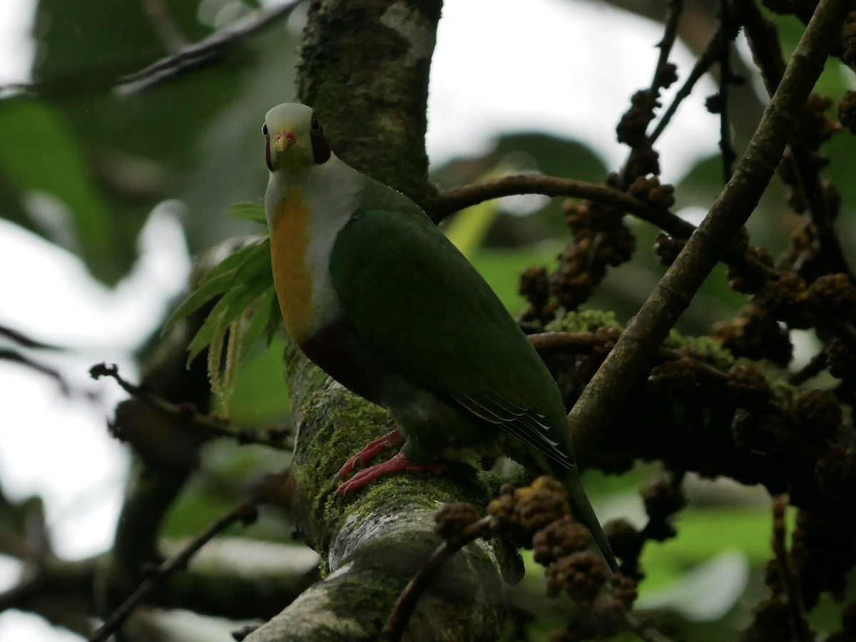 Yellow-breasted Fruit-Dove - ML627944871