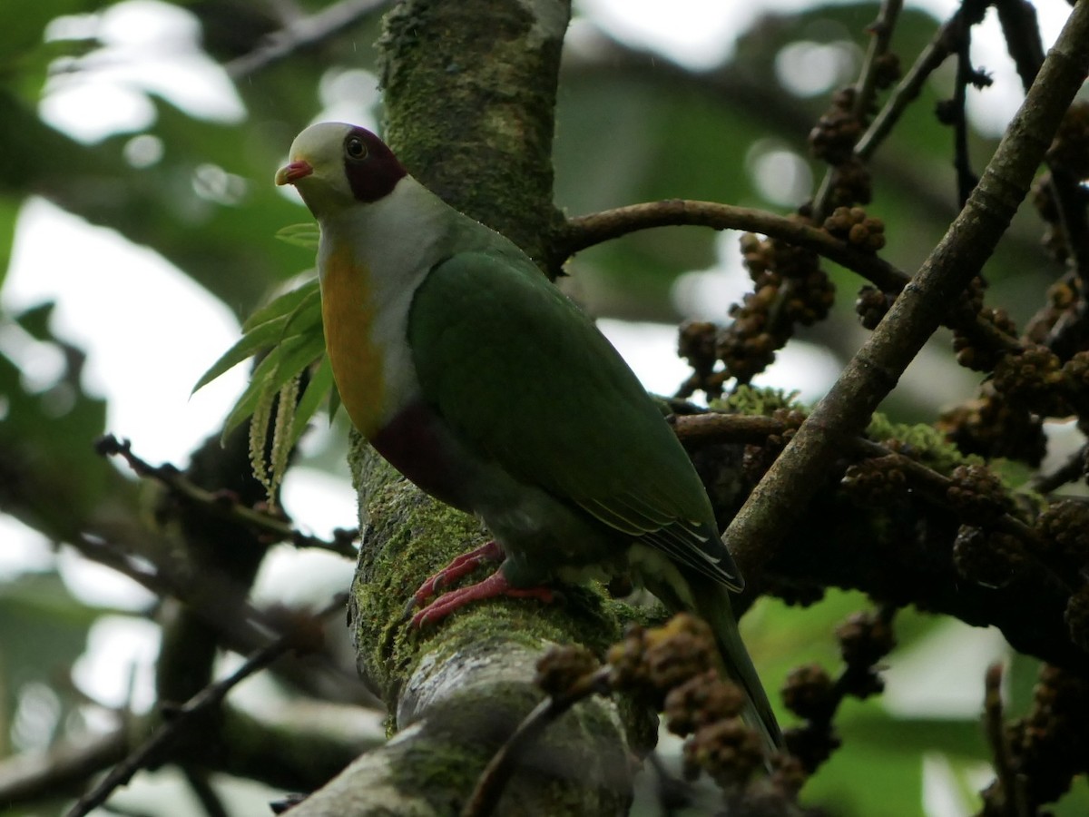 Yellow-breasted Fruit-Dove - ML627944872