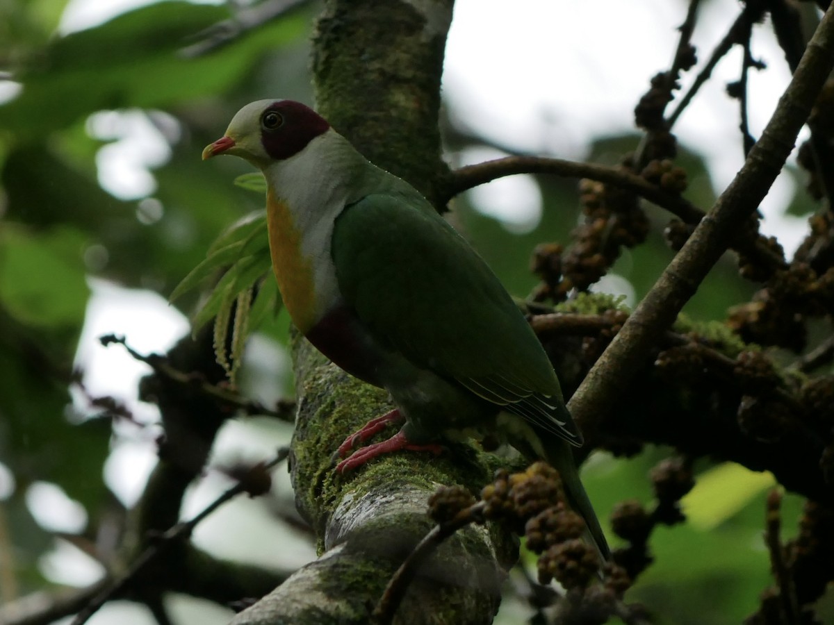 Yellow-breasted Fruit-Dove - ML627944873