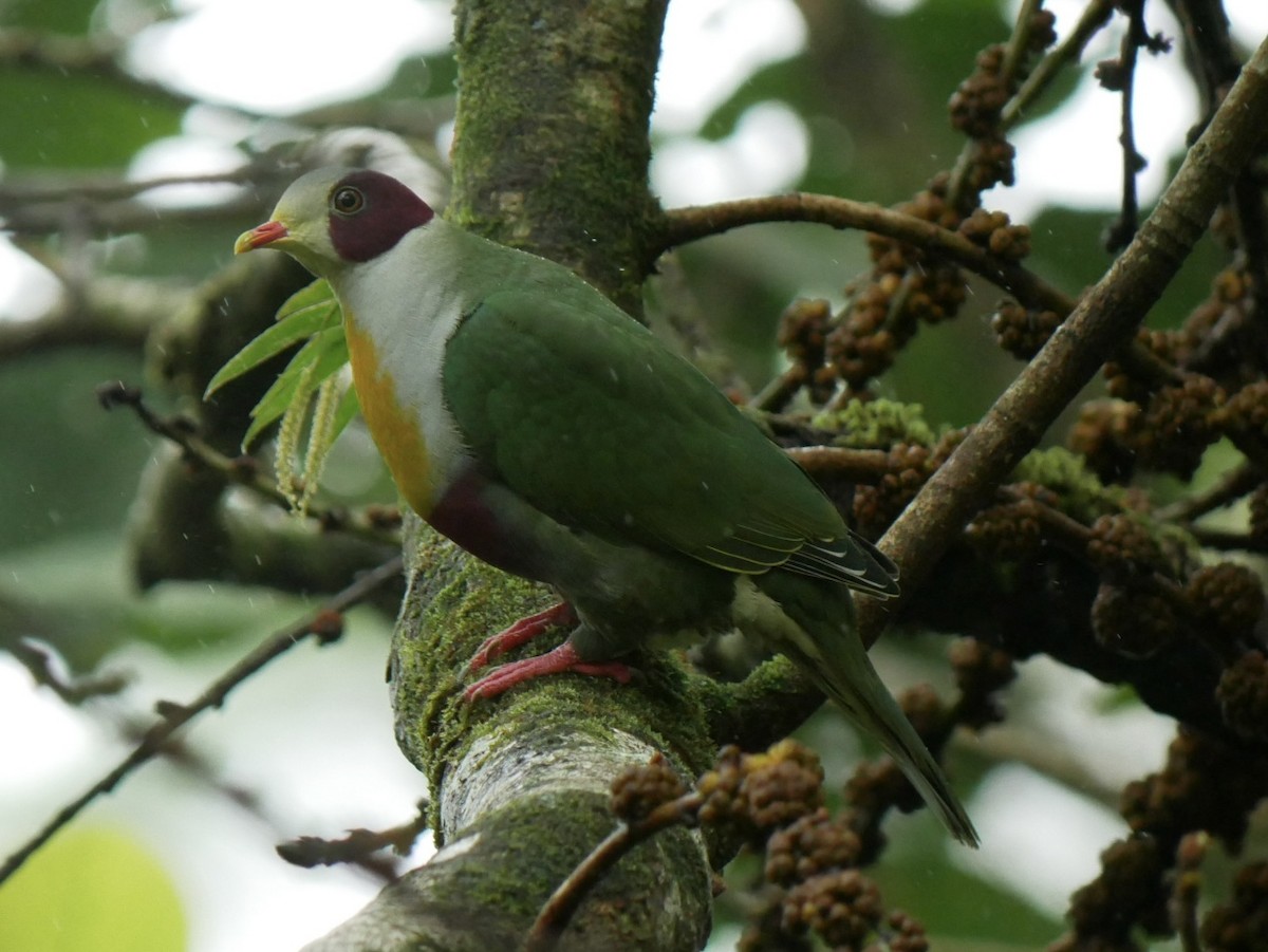 Yellow-breasted Fruit-Dove - ML627944874