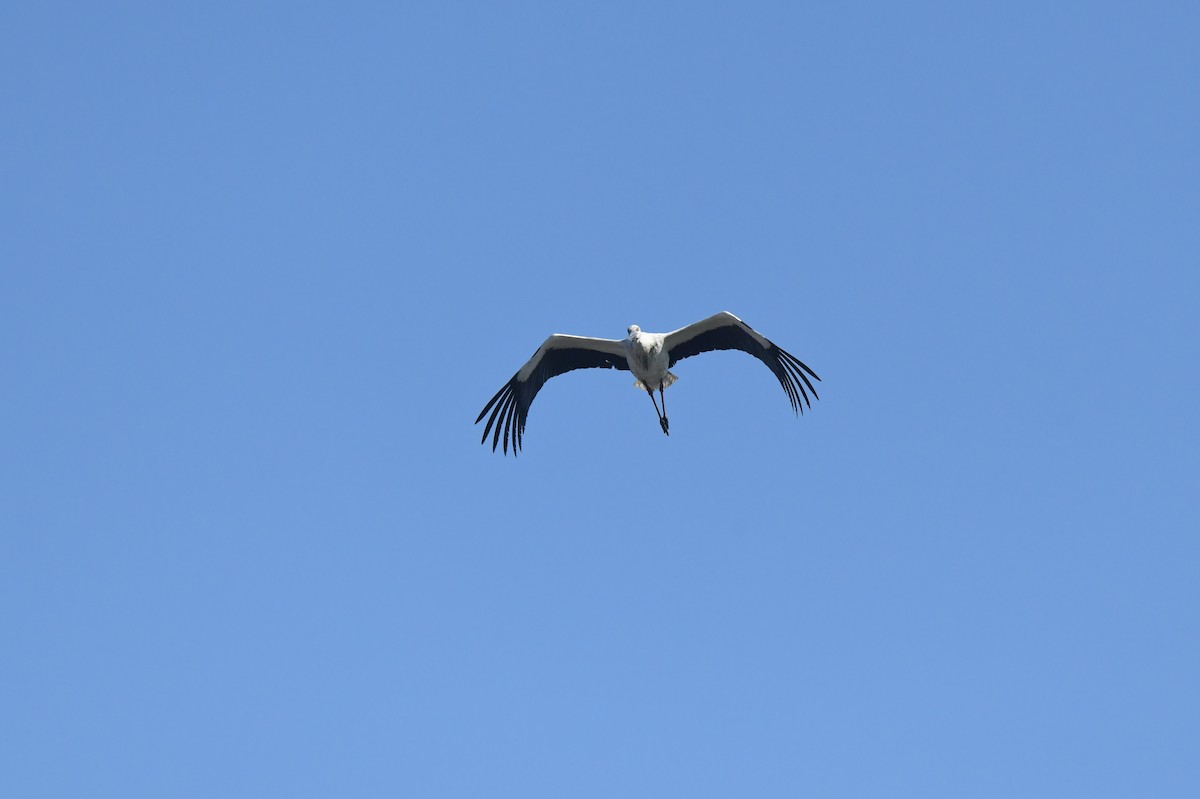 Oriental Stork - ML627944913