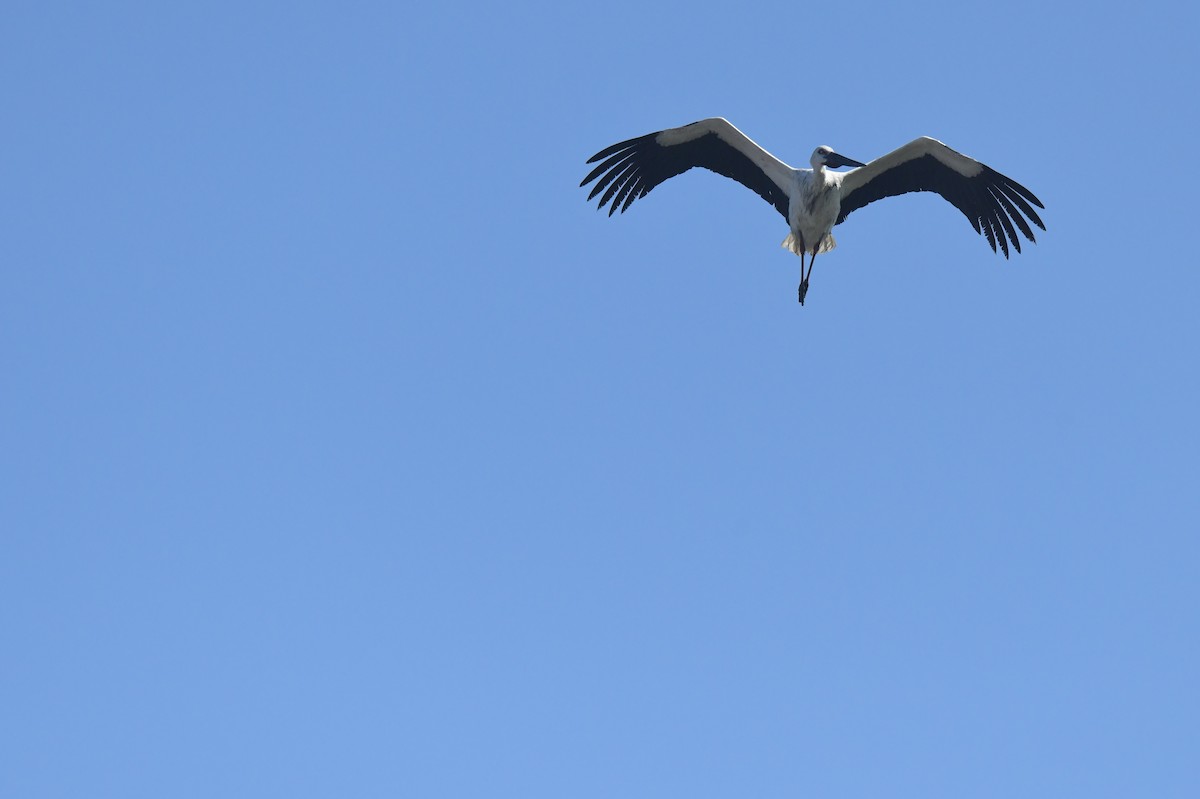 Oriental Stork - ML627944914