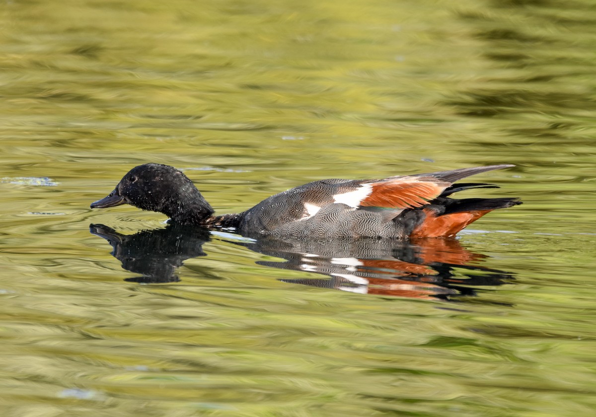 Paradise Shelduck - ML627944945