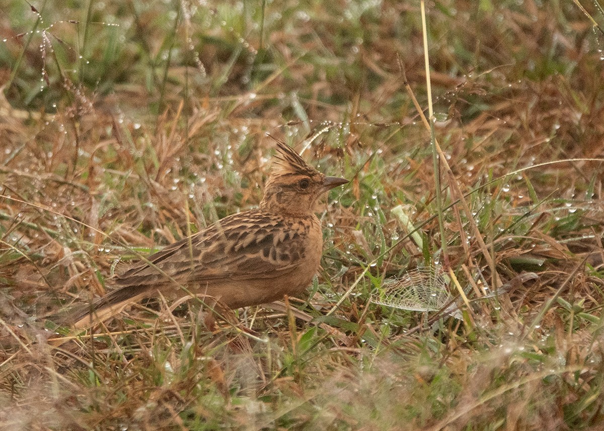 Tawny Lark - ML627944956