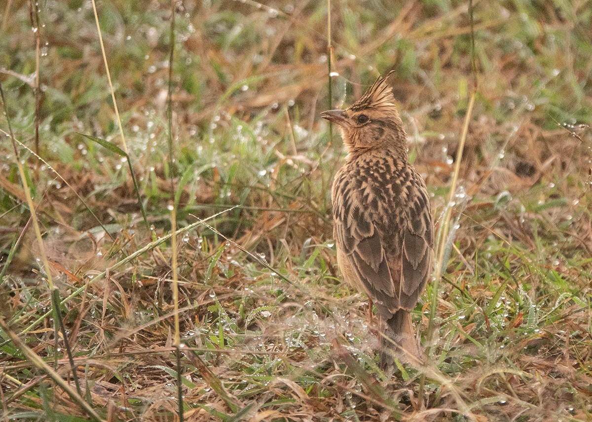 Tawny Lark - ML627944957